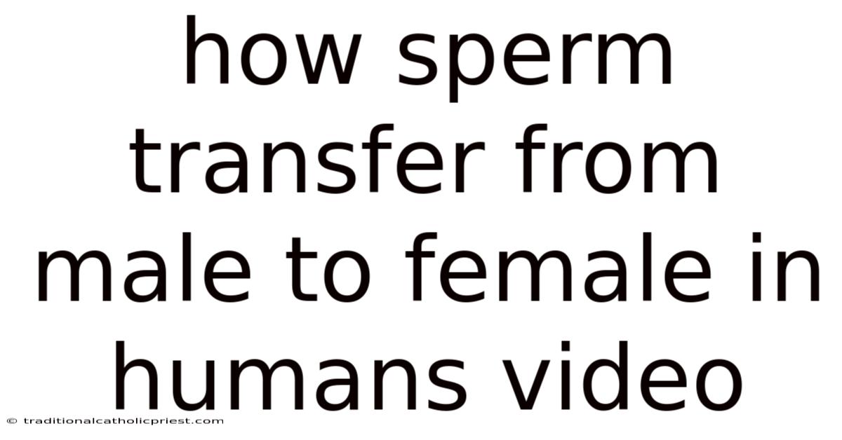 How Sperm Transfer From Male To Female In Humans Video