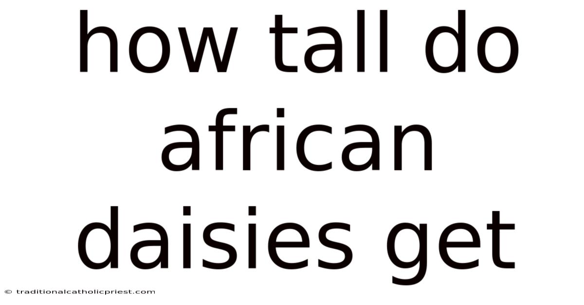 How Tall Do African Daisies Get