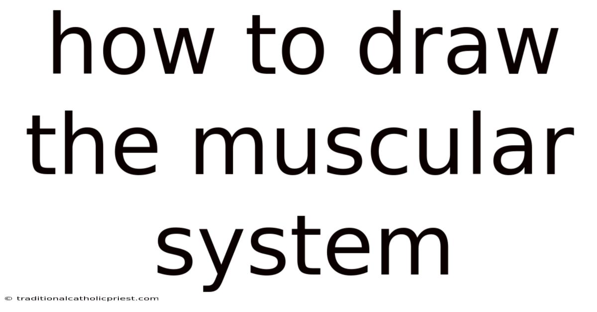 How To Draw The Muscular System