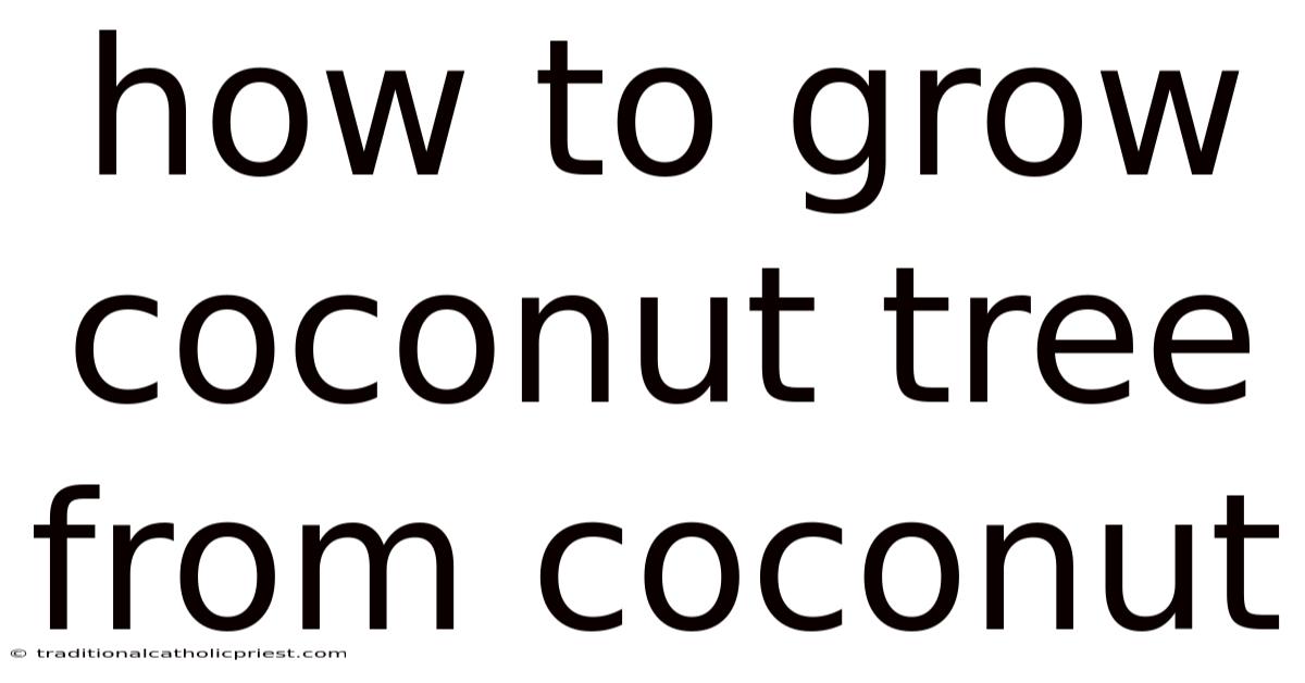 How To Grow Coconut Tree From Coconut