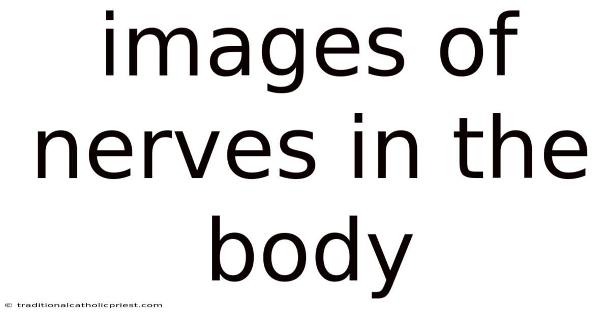 Images Of Nerves In The Body