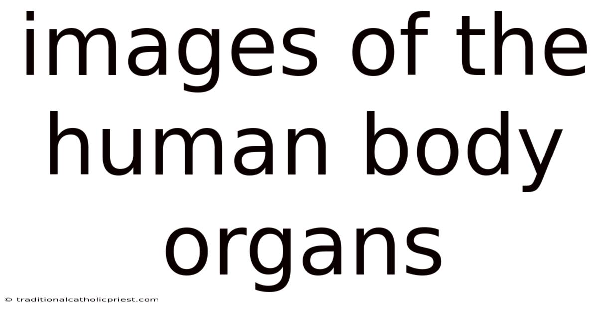Images Of The Human Body Organs