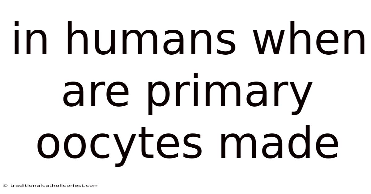 In Humans When Are Primary Oocytes Made