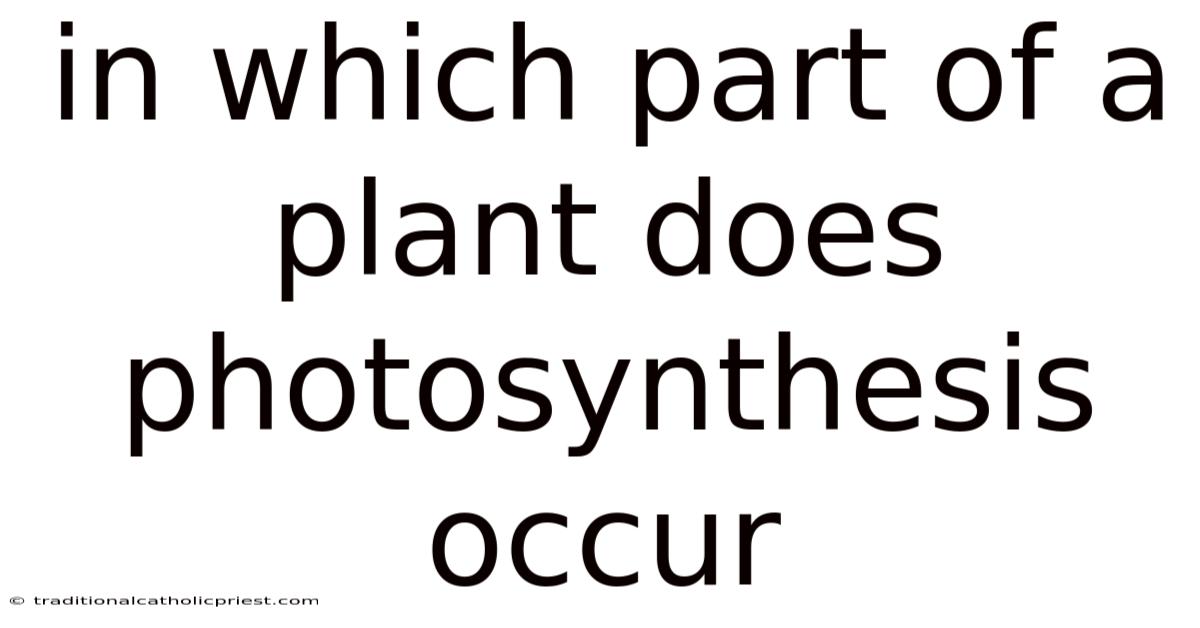 In Which Part Of A Plant Does Photosynthesis Occur