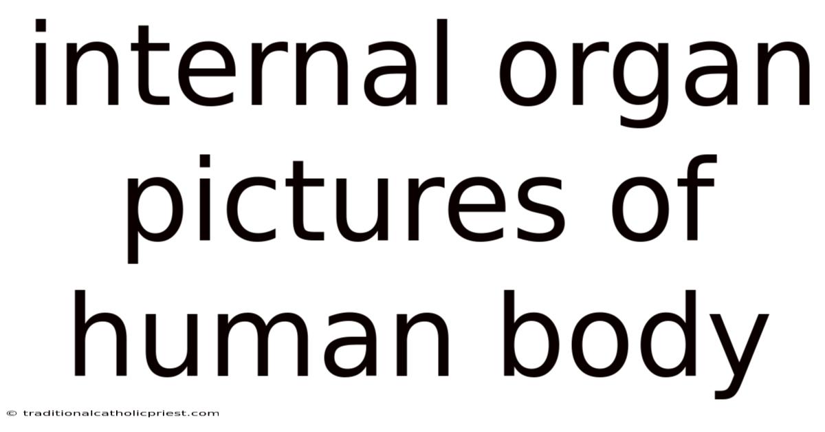 Internal Organ Pictures Of Human Body