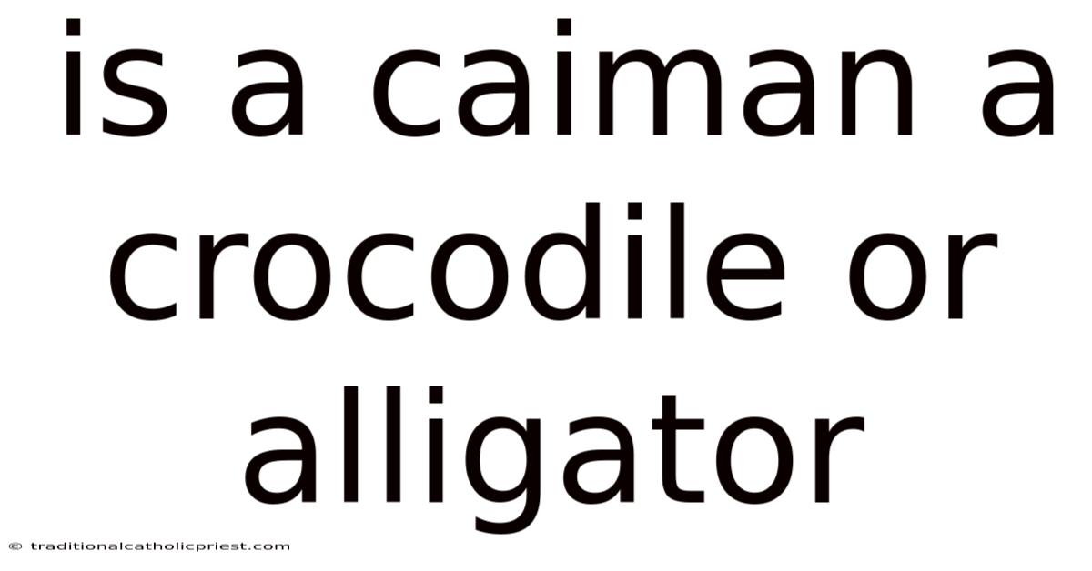 Is A Caiman A Crocodile Or Alligator