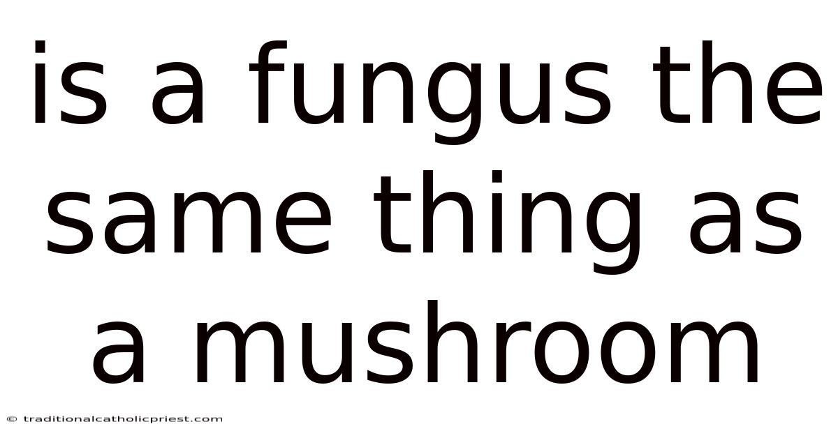 Is A Fungus The Same Thing As A Mushroom