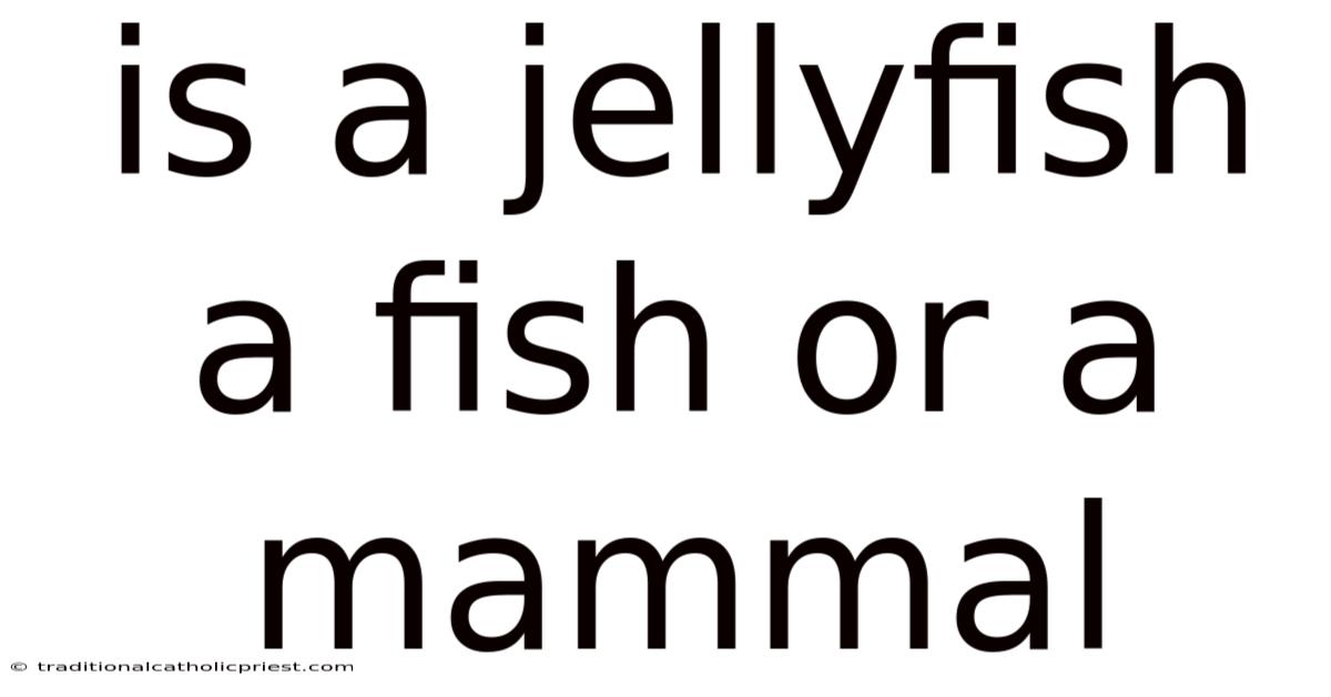 Is A Jellyfish A Fish Or A Mammal