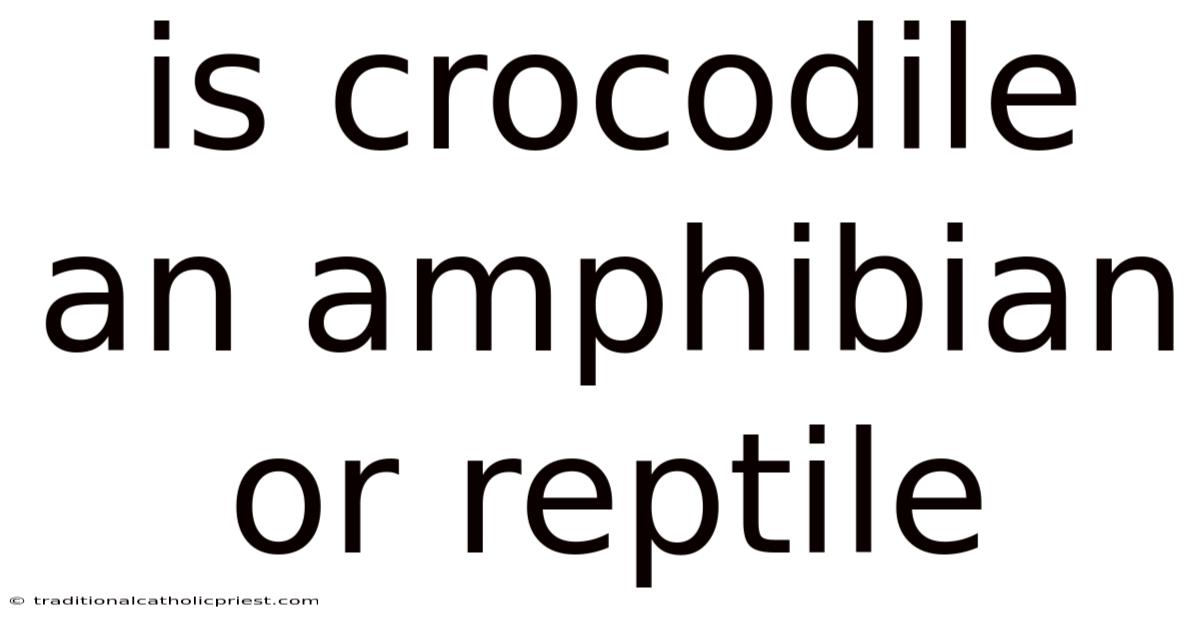Is Crocodile An Amphibian Or Reptile