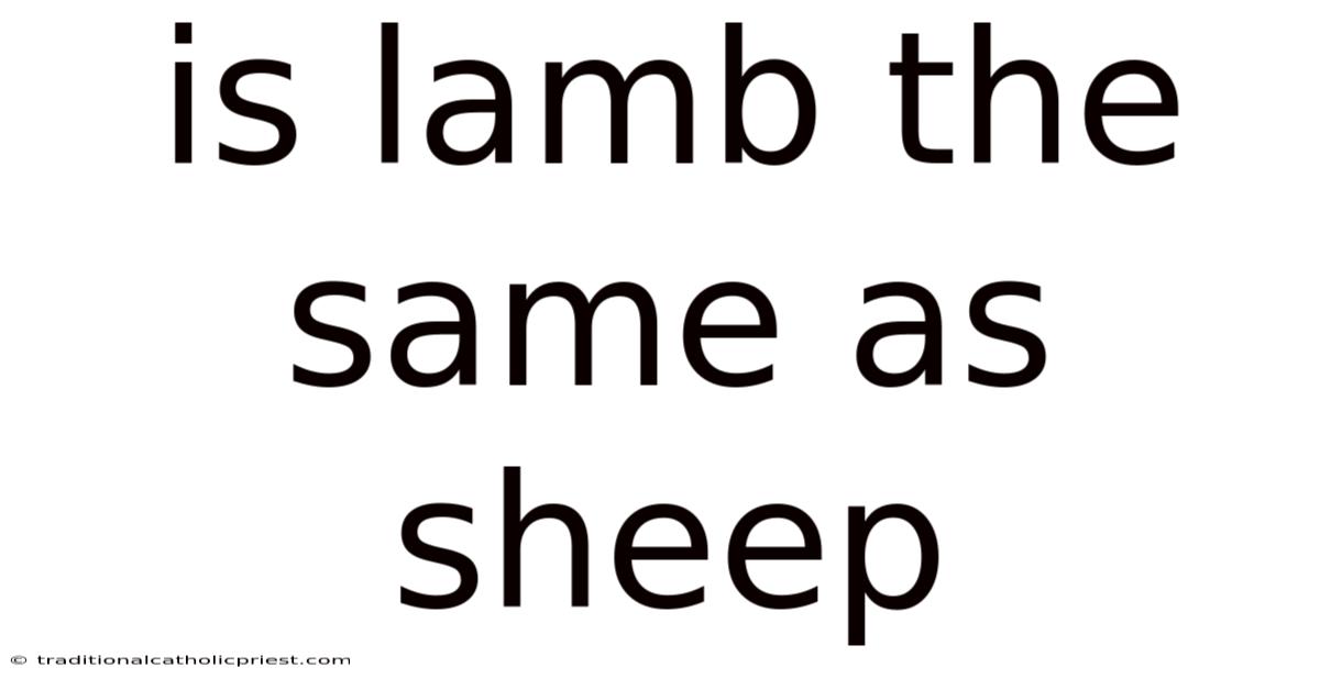 Is Lamb The Same As Sheep