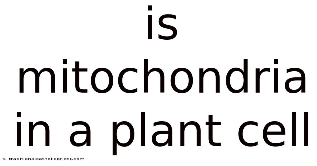 Is Mitochondria In A Plant Cell