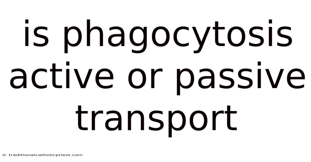 Is Phagocytosis Active Or Passive Transport