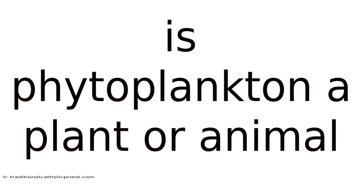 Is Phytoplankton A Plant Or Animal