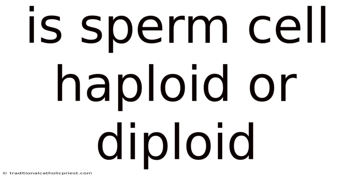 Is Sperm Cell Haploid Or Diploid