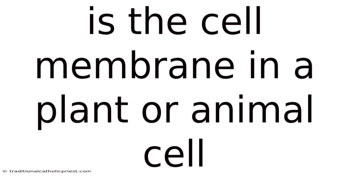 Is The Cell Membrane In A Plant Or Animal Cell