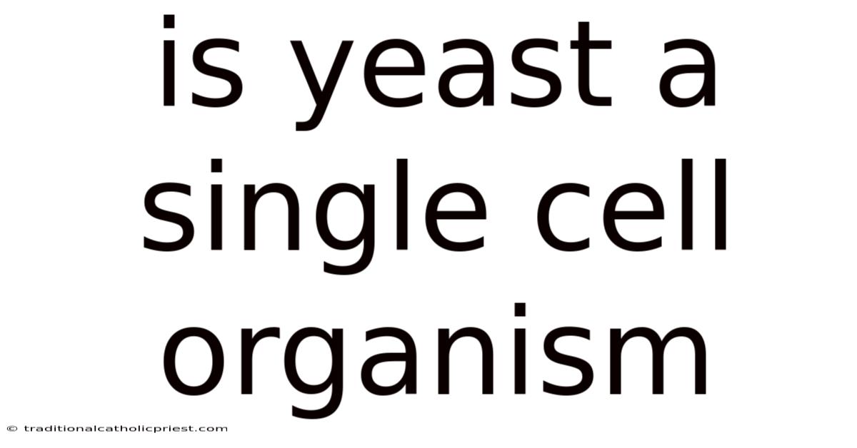 Is Yeast A Single Cell Organism