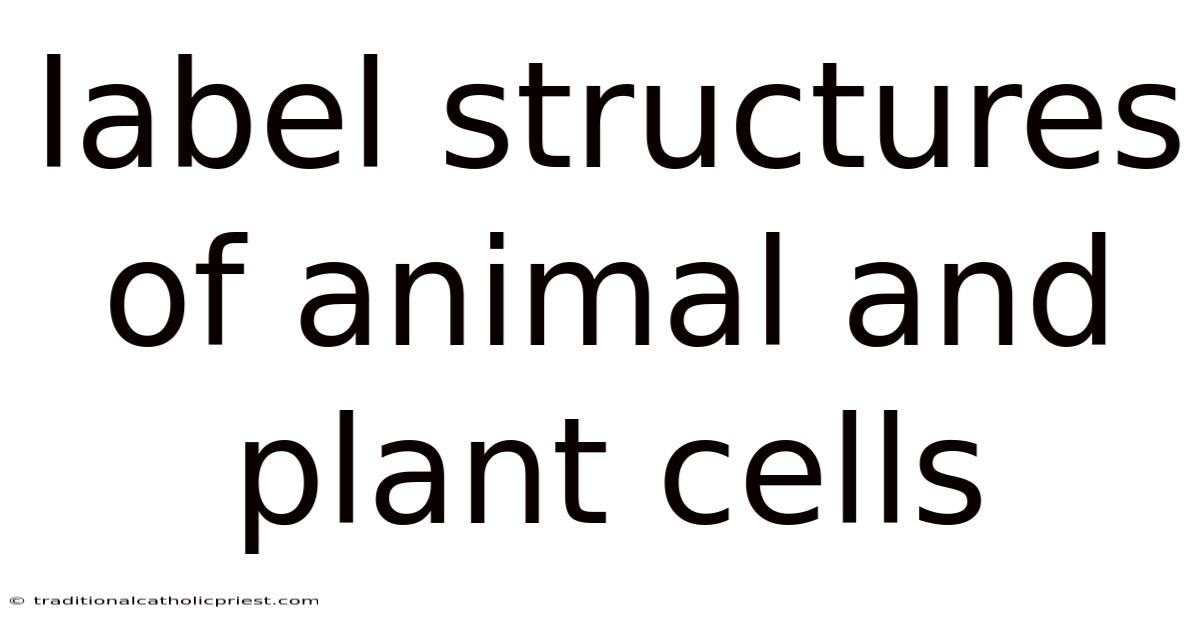 Label Structures Of Animal And Plant Cells