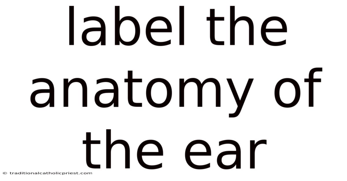 Label The Anatomy Of The Ear