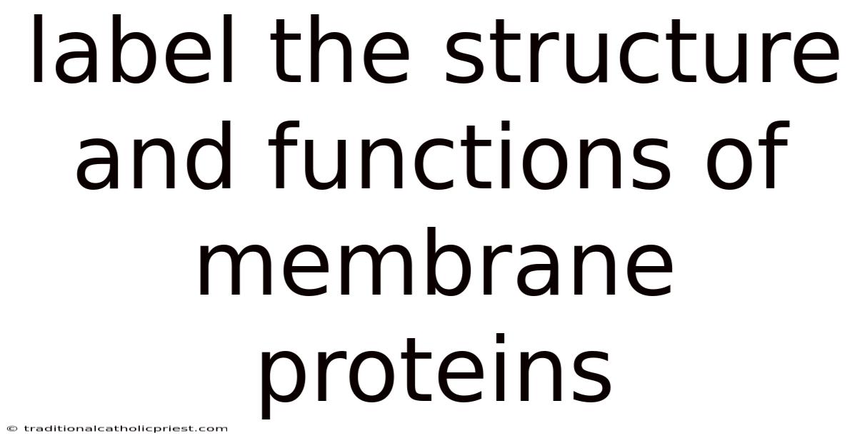 Label The Structure And Functions Of Membrane Proteins