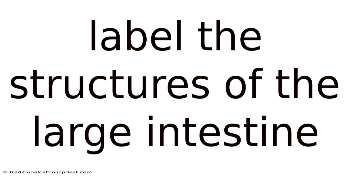 Label The Structures Of The Large Intestine