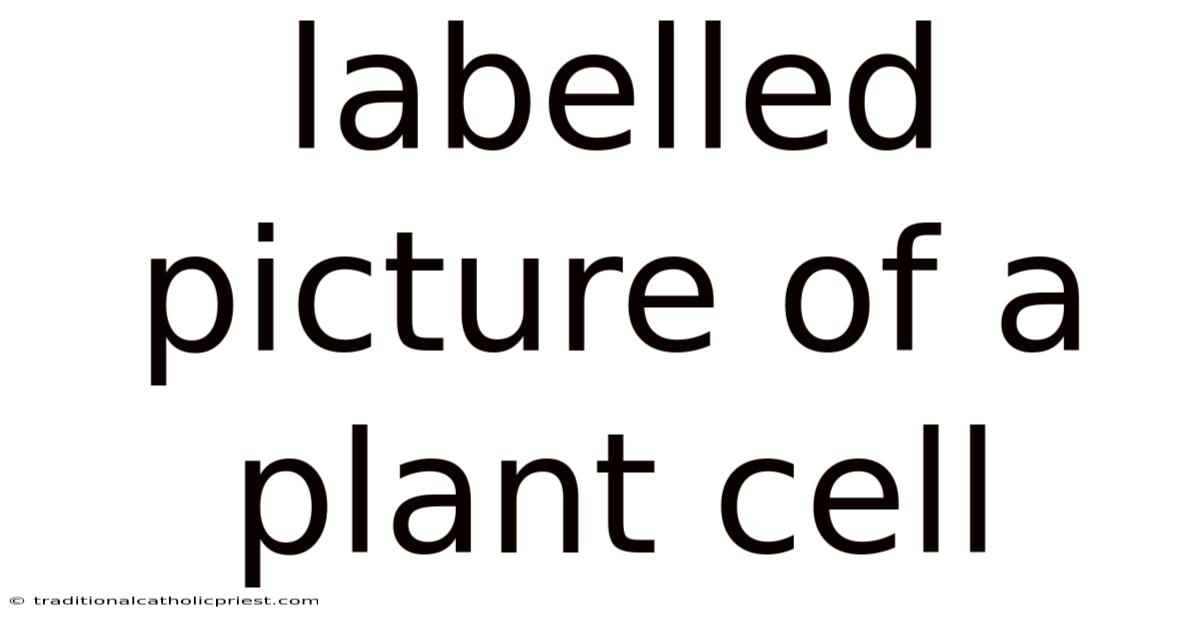 Labelled Picture Of A Plant Cell