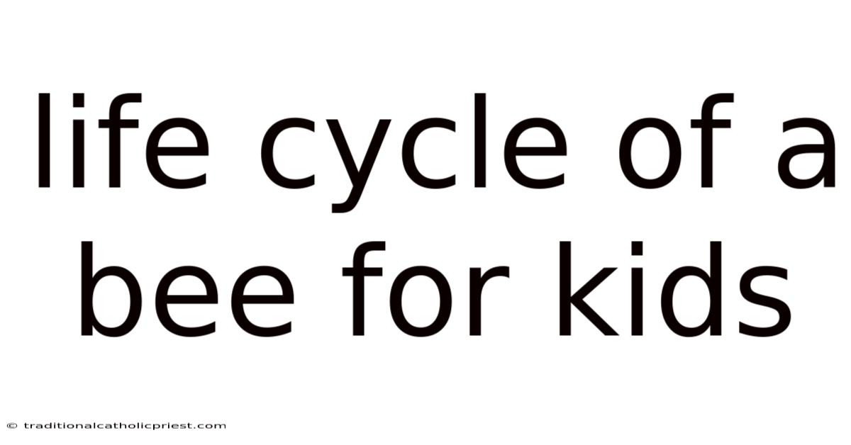 Life Cycle Of A Bee For Kids