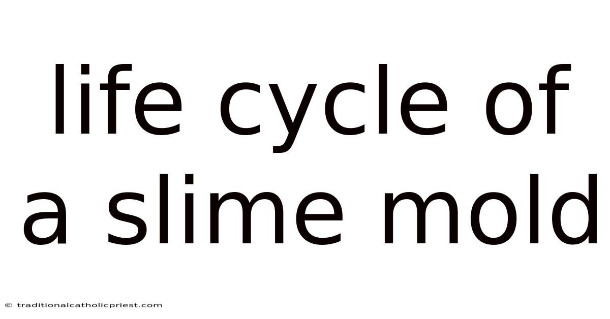 Life Cycle Of A Slime Mold