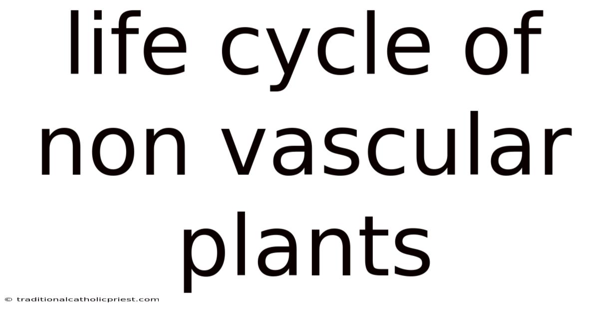 Life Cycle Of Non Vascular Plants