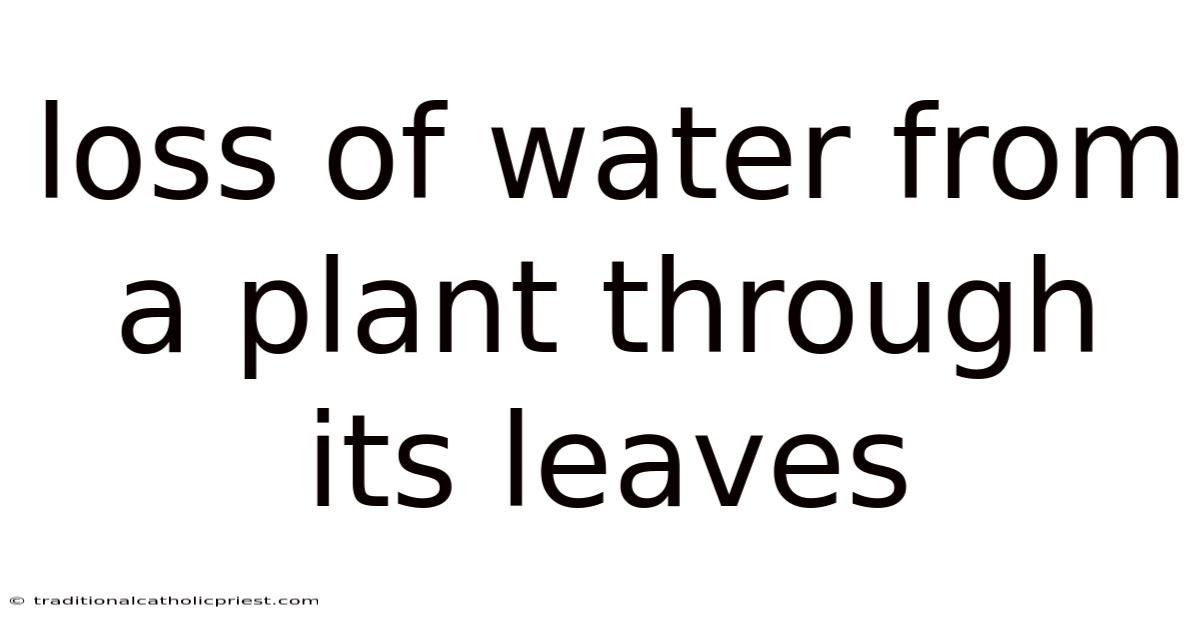 Loss Of Water From A Plant Through Its Leaves