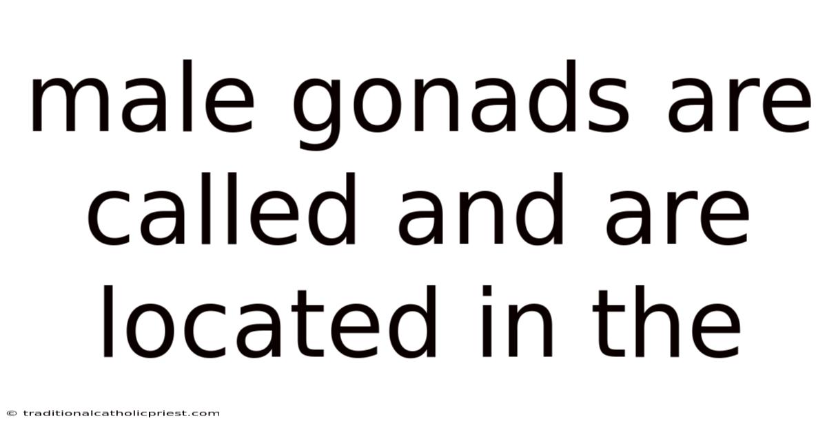 Male Gonads Are Called And Are Located In The