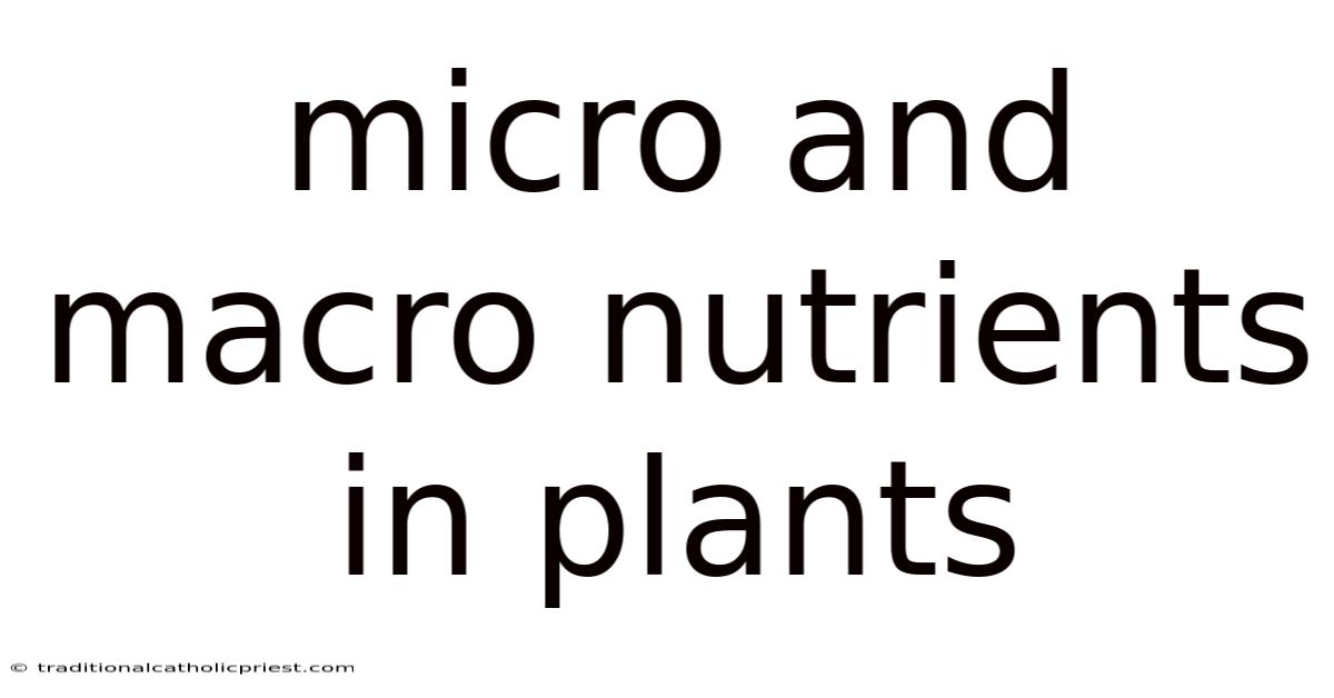 Micro And Macro Nutrients In Plants