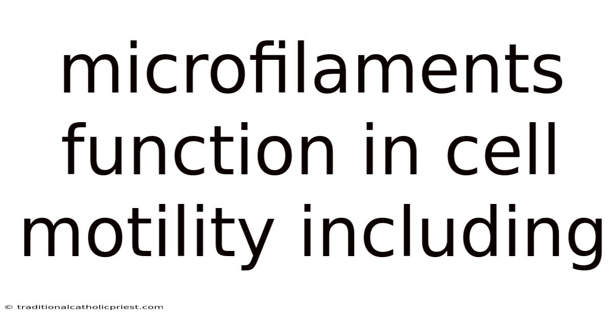 Microfilaments Function In Cell Motility Including