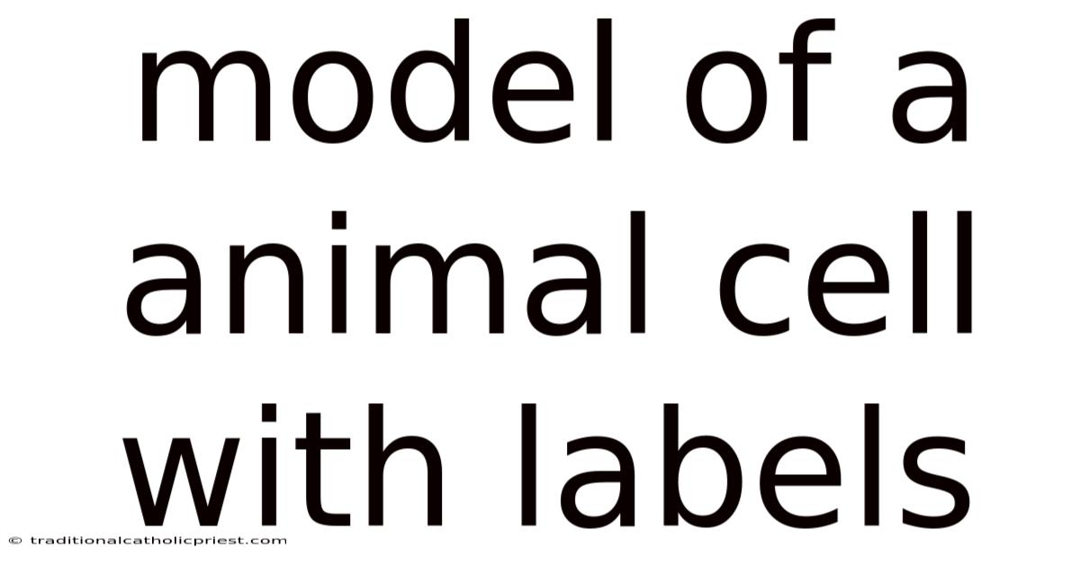 Model Of A Animal Cell With Labels
