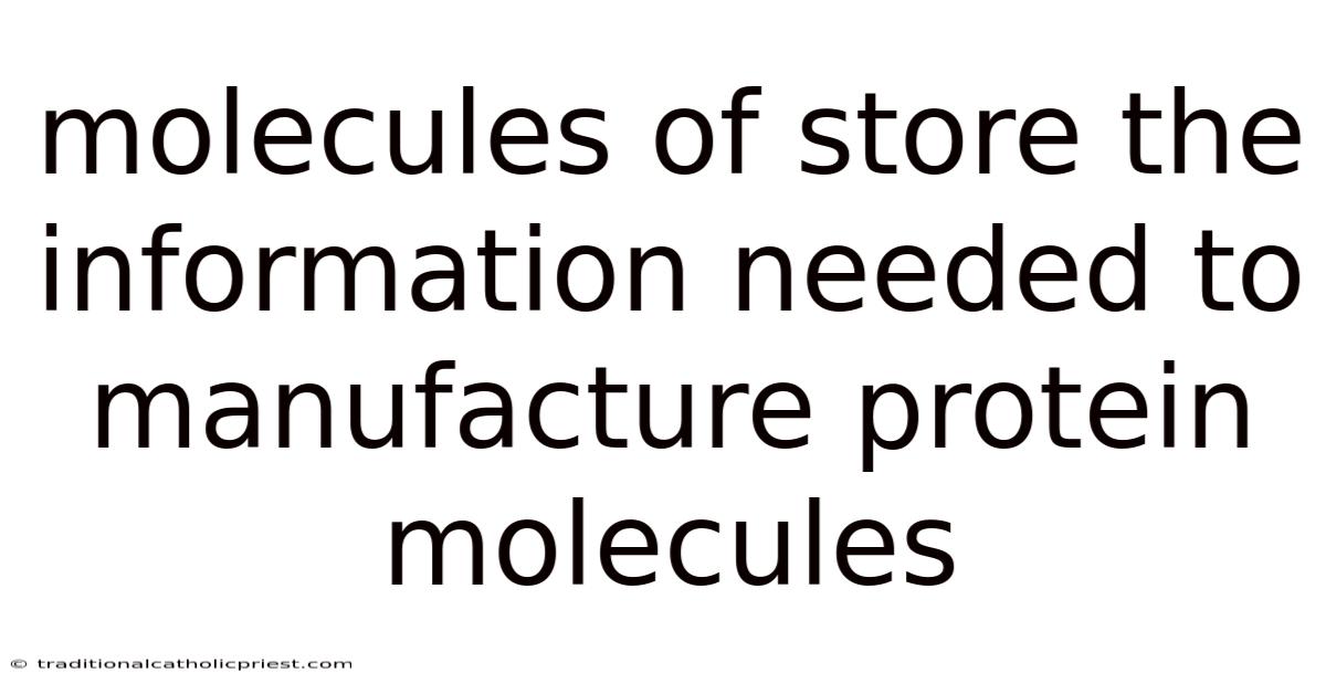 Molecules Of Store The Information Needed To Manufacture Protein Molecules