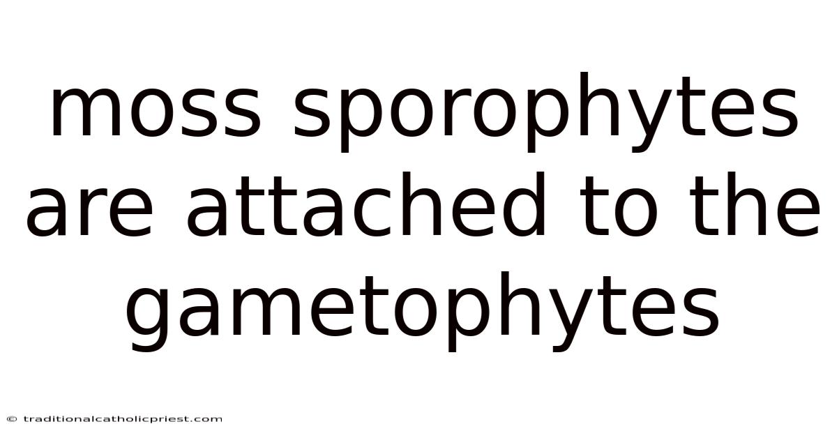 Moss Sporophytes Are Attached To The Gametophytes
