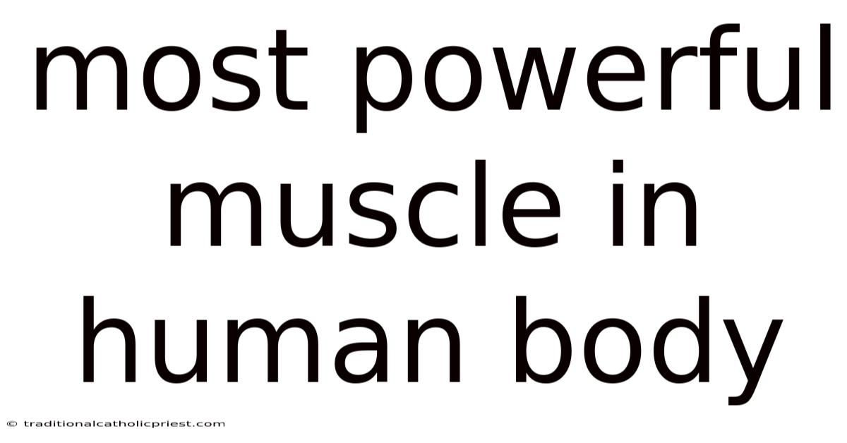 Most Powerful Muscle In Human Body