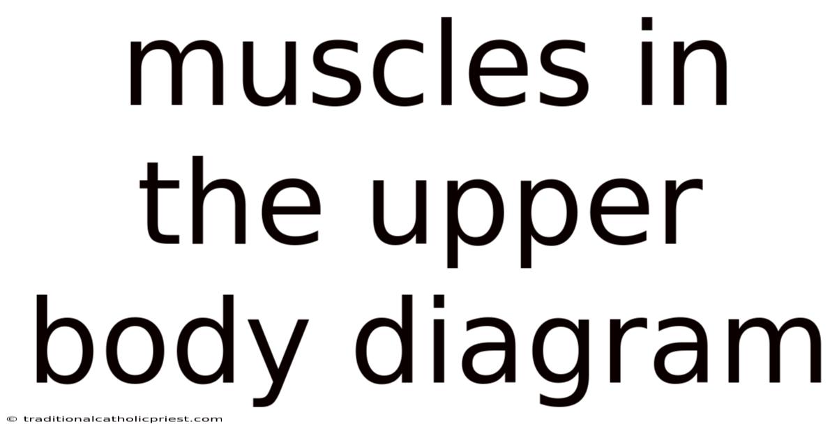 Muscles In The Upper Body Diagram