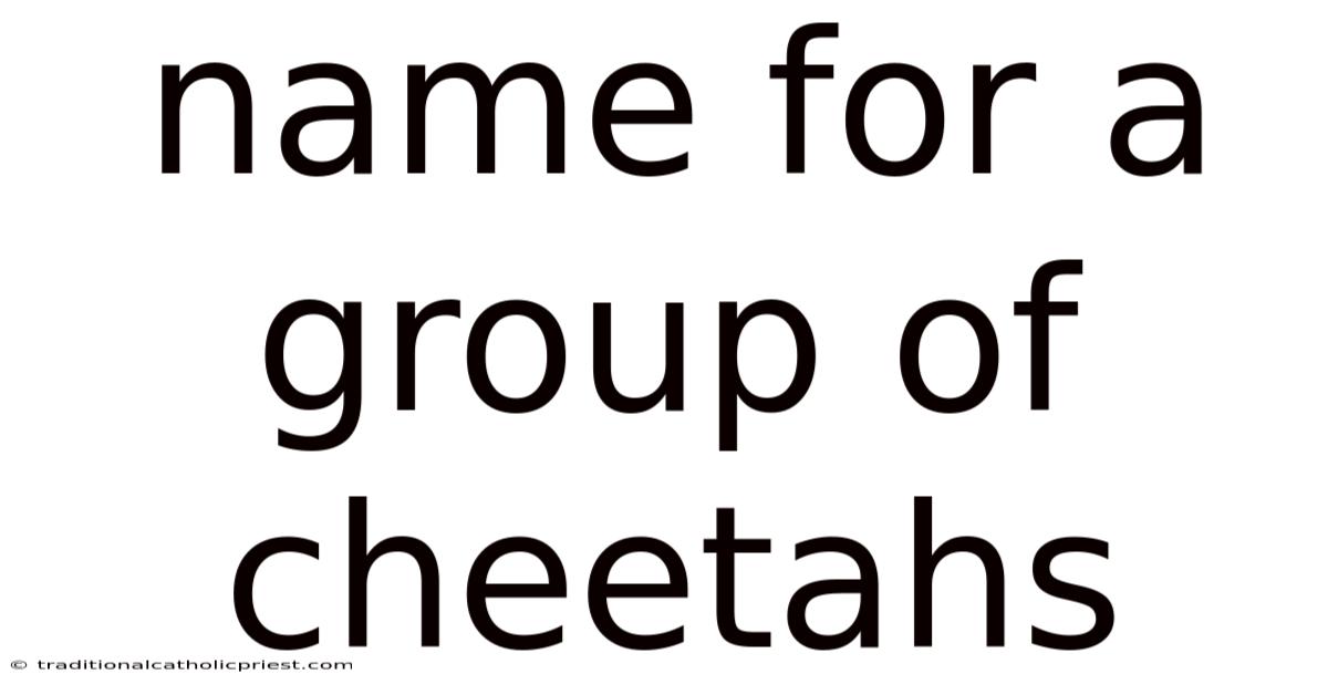 Name For A Group Of Cheetahs