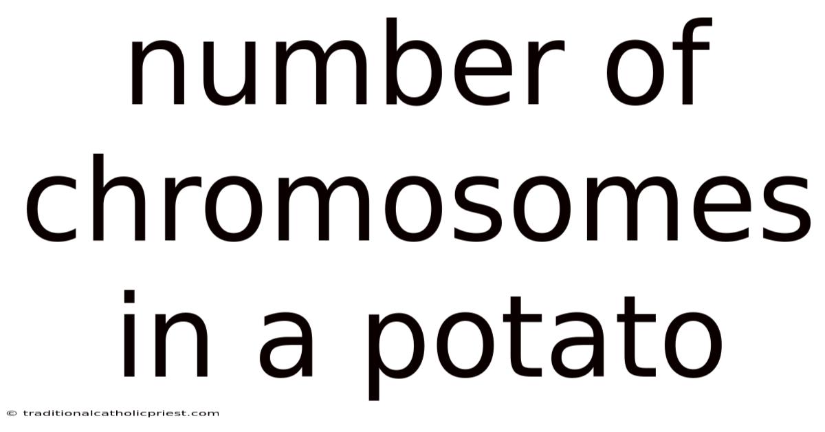 Number Of Chromosomes In A Potato