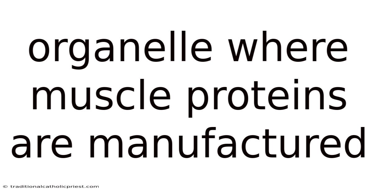 Organelle Where Muscle Proteins Are Manufactured