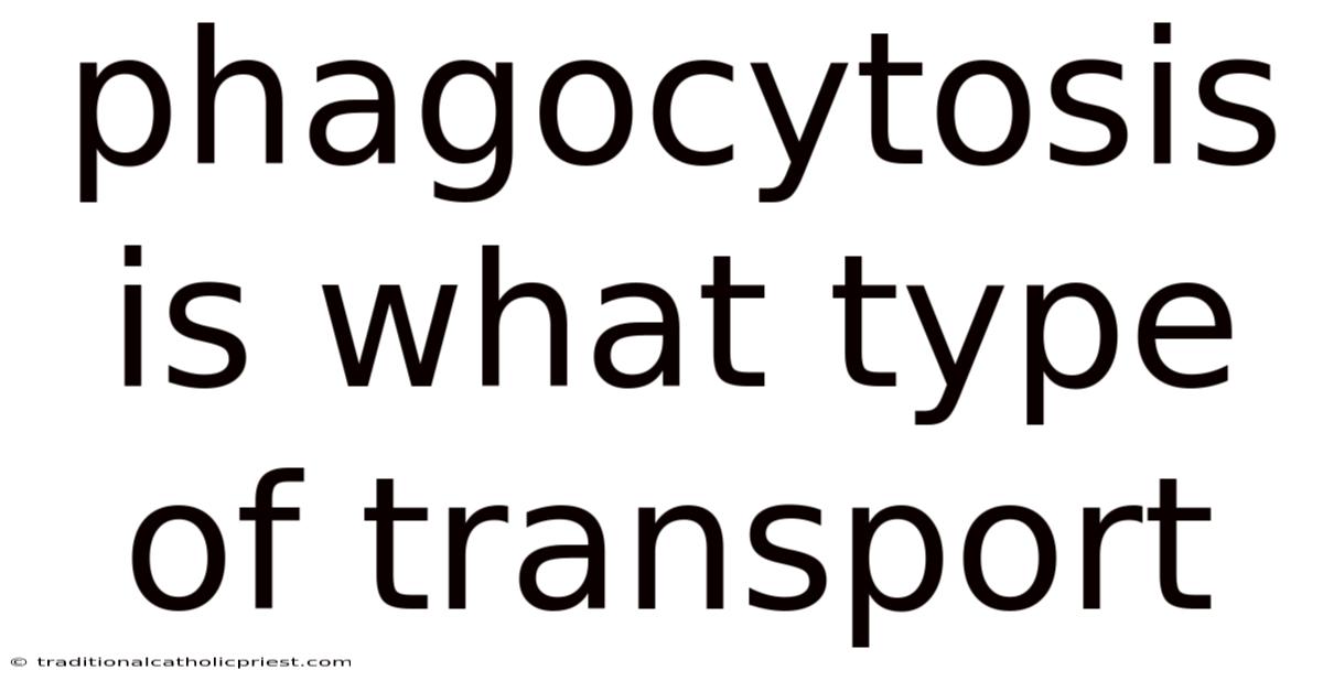 Phagocytosis Is What Type Of Transport