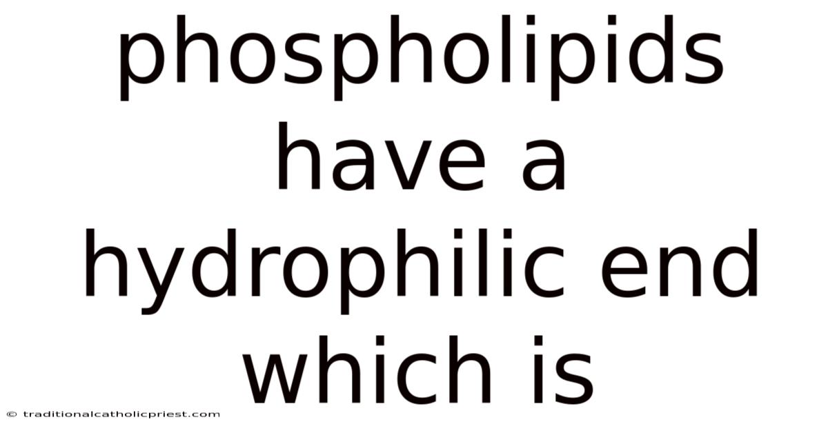 Phospholipids Have A Hydrophilic End Which Is