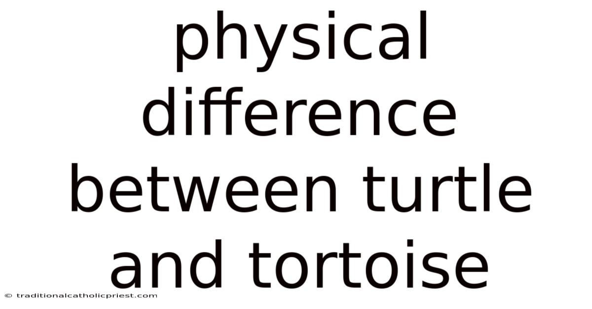 Physical Difference Between Turtle And Tortoise