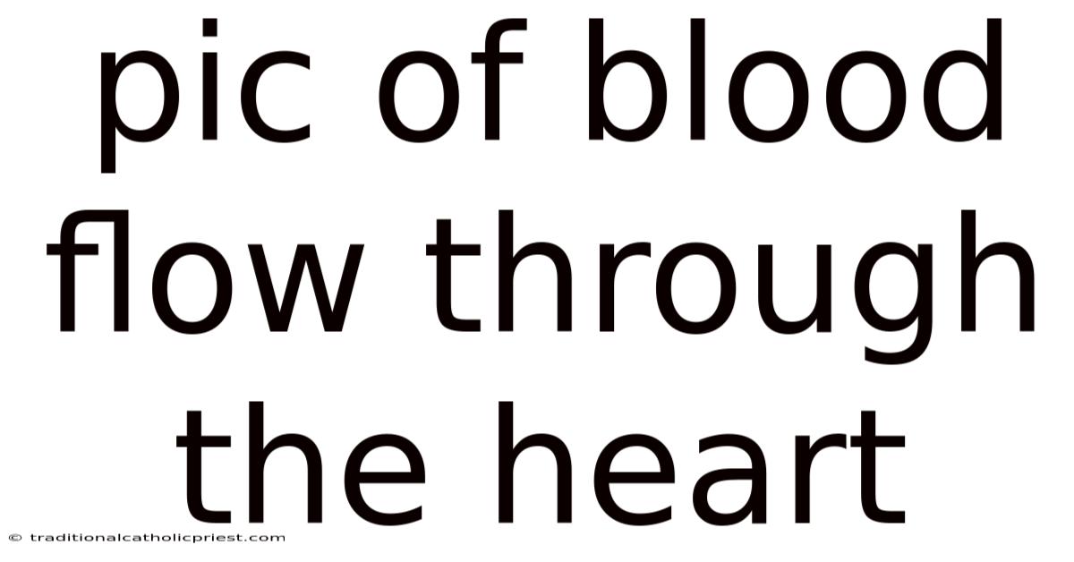 Pic Of Blood Flow Through The Heart