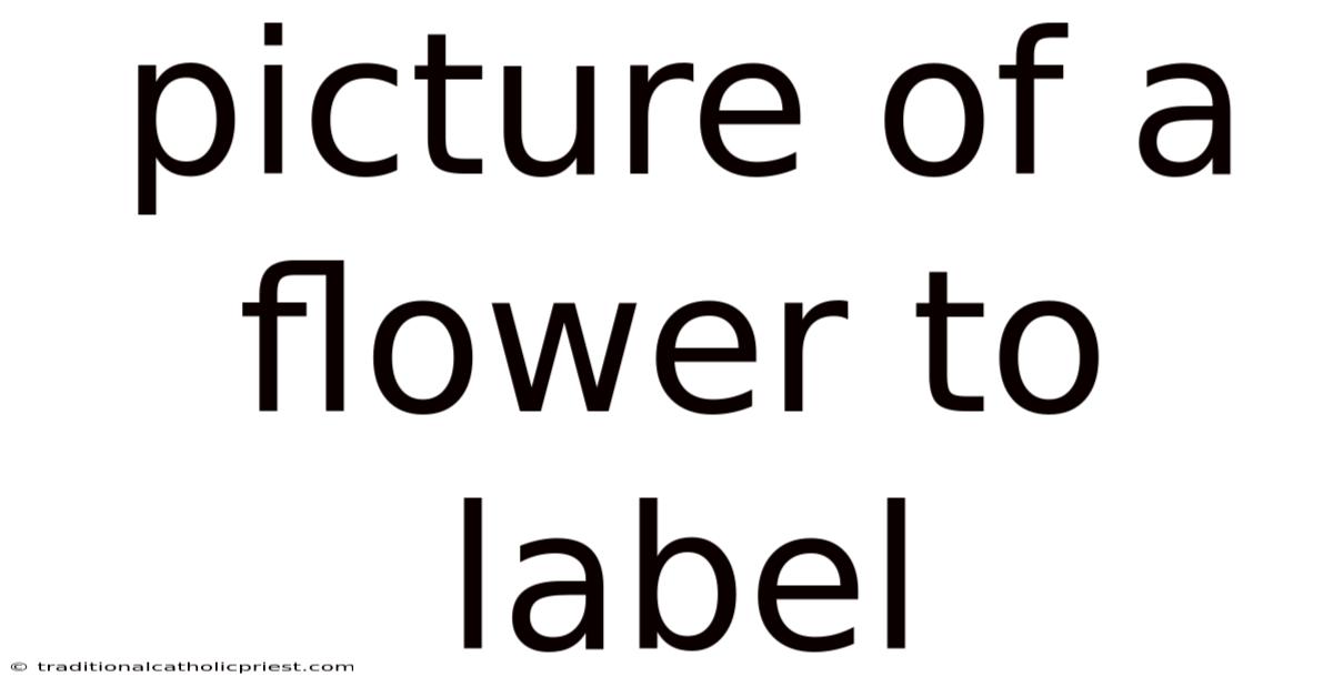 Picture Of A Flower To Label