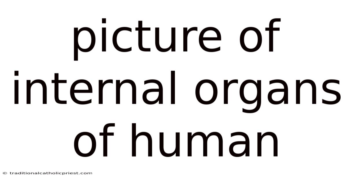 Picture Of Internal Organs Of Human