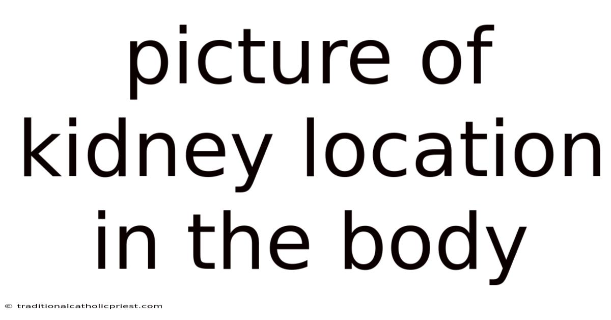 Picture Of Kidney Location In The Body