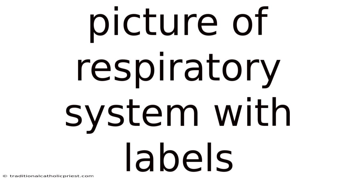 Picture Of Respiratory System With Labels