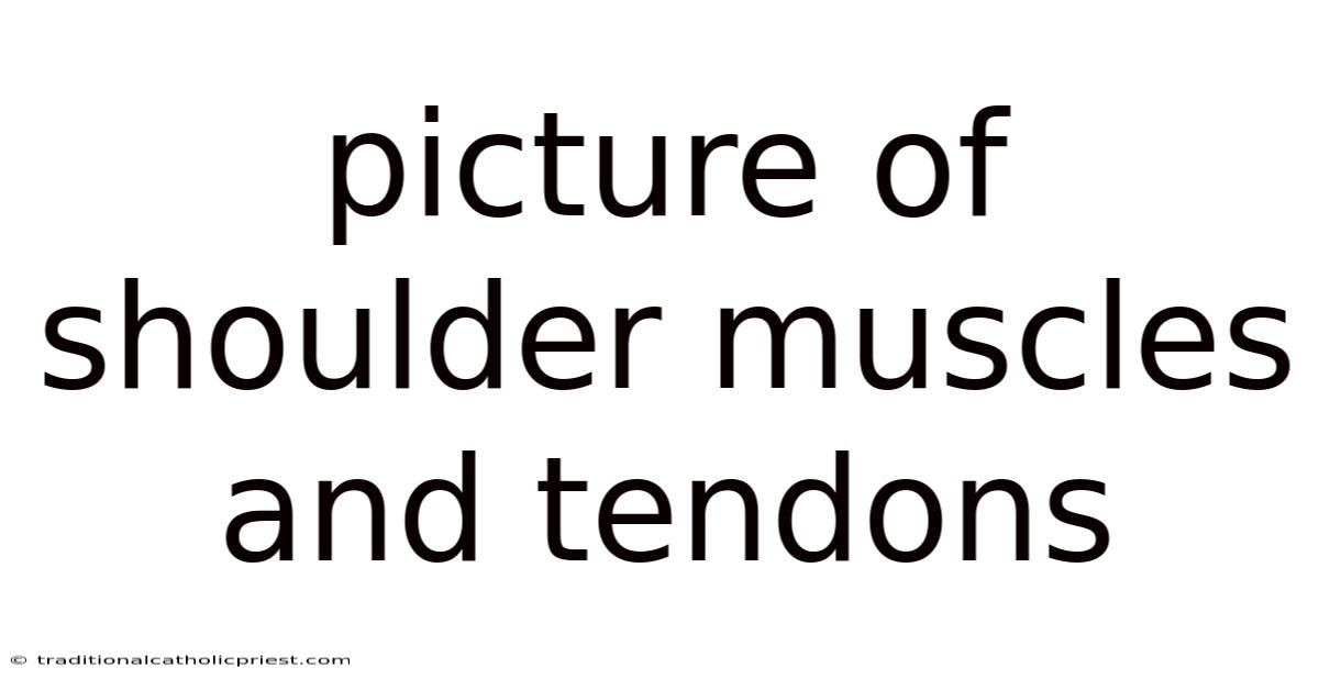 Picture Of Shoulder Muscles And Tendons
