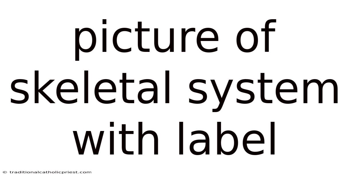 Picture Of Skeletal System With Label